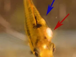 Sick/injured Apisto Cacatuoides
