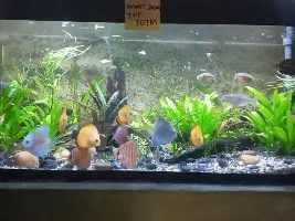 VOTE NOW - August 2024 Tank of the Month Contest (31 G and larger)