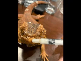 Sunny - My Bearded Dragon - Had Life Saving Surgery
