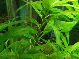 Holes in leaves