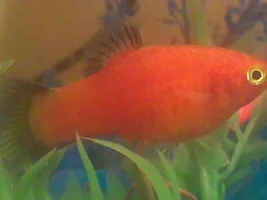 Pregnant Sunburst Platy?