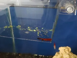 Platy remain at bottom of the tank