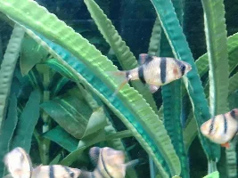 Tiger Barb with odd growth/wound?