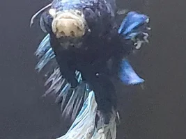 Weird Eye on Betta (Don't think pop... better photos and video)