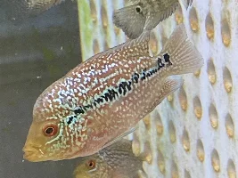 Flowerhorn Baby Kamfa x SRD big head - Dudley West Mids