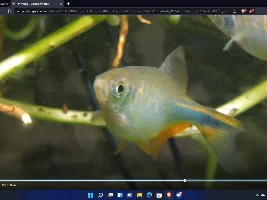 GIANT DANIO WITH A HUBE BELLY (PLS HELP)