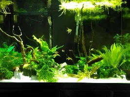 Amazon Frogbit
