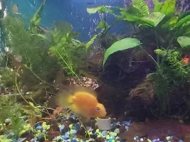 Journal of my juvenile blood parrot? Cinders and our bonding
