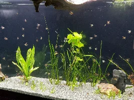Angelfish Breeding Log 2nd Attempt