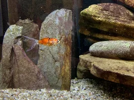 Getting rid of my gold fish tank - free fish