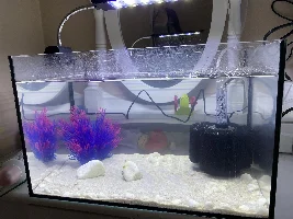 Is my platy pregnant?