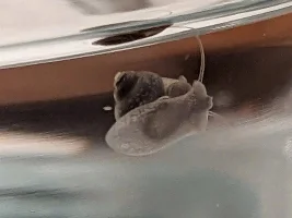 Help identify this "mystery" snail