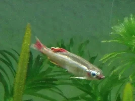 White Spot/bump Above Eye