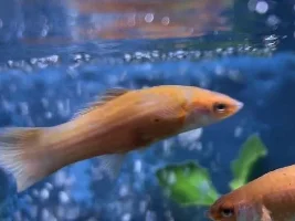 Fish gasping