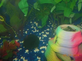 How Many Red Cherry Shrimp Should I Start With?