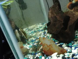 My Tanks!