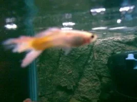 Guppy Tail Problems
