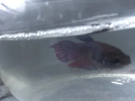 Betta Clear Fins?!?!