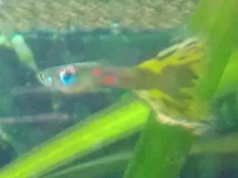Id?