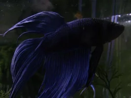 Tail Ripped