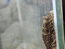 Plecos holding fins