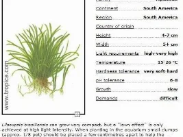 Growing Grass Like Gf's? 56k Warning Lots Of Pic