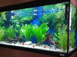 Small low growing grasses?