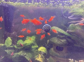 Red mollies...