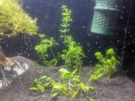A place 4 my questions & ponderings as I build a 34 Gallons (127L) tank