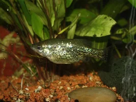Ameca splendens