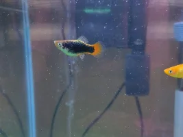 My fish :)