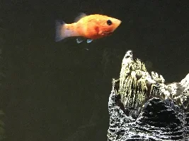 Bubbles on my Molly! Have you ever seen this before