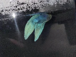 New to fish keeping and my Betta seems to be sick.