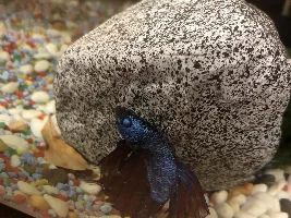 Betta with fin rot, possible popeye and not eating - please help!