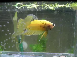 New Spawn