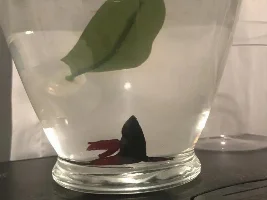 my betta is dying and I don’t know what to do please help