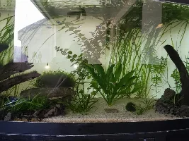 Random fish dying and not sure if i have an aggressive fish