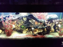 My Tank Pic's