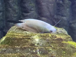 Whats killing my Gouramis?