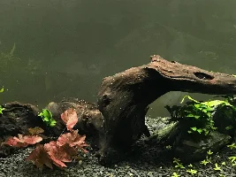 Java Fern Lopsided