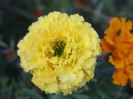 Still blooming...