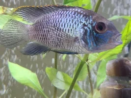 Electric blue acara