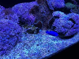 I went to aquarium today (pictures)
