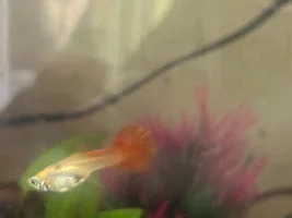 Is this guppy male or female