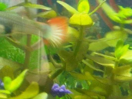 How Big Are Guppy Babies?