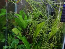 Plant Id Please