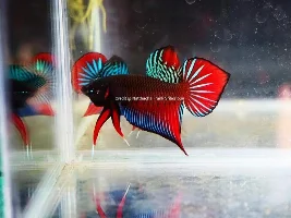 Question about spade tails