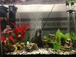 Fish For A 90Ltr Tank
