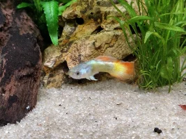 New guppy fin rot?