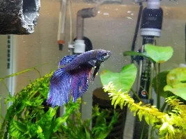 Fin rot still there.....